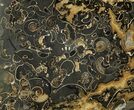 Polished Section Of Promicroceras Ammonites In Cross-Section #129296-1